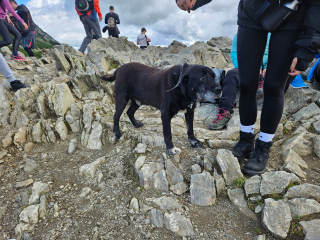 Illustration de l'article : Une belle chaîne de solidarité se met en place, afin de retrouver les propriétaires d’un Labrador Retriever âgé, retrouvé seul en pleine montagne