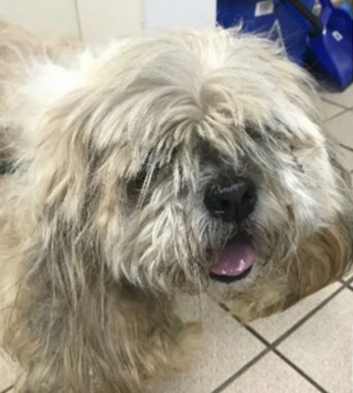 Illustration de l'article : Grâce à l’aide d’une association, Jack le Shih Tzu au pelage emmêlé, connaît une véritable métamorphose 