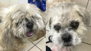 Illustration de l'article : Grâce à l’aide d’une association, Jack le Shih Tzu au pelage emmêlé, connaît une véritable métamorphose 
