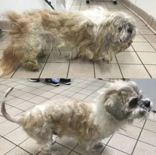 Illustration de l'article : Grâce à l’aide d’une association, Jack le Shih Tzu au pelage emmêlé, connaît une véritable métamorphose 