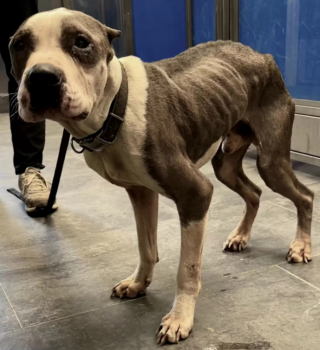 Illustration de l'article : Quand Sonny, le chien maltraité, montre toute sa reconnaissance à ses bienfaiteurs