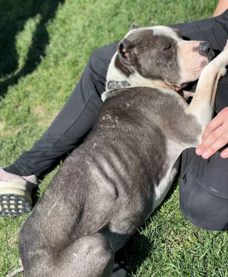 Illustration de l'article : Quand Sonny, le chien maltraité, montre toute sa reconnaissance à ses bienfaiteurs