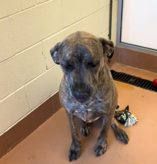 Illustration de l'article : Après plus de 400 jours passés au refuge, Moose, le Dogue Allemand, retrouve le sourire sur le chemin de sa maison pour la vie (vidéo)