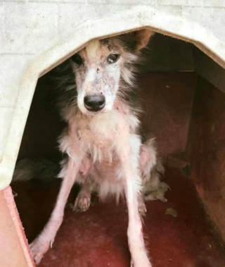 Illustration de l'article : Le combat de Mikita, une jeune chienne errante retrouvée émaciée et malade, pour voir enfin le bout du tunnel