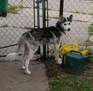 Illustration de l'article : Le combat de Mikita, une jeune chienne errante retrouvée émaciée et malade, pour voir enfin le bout du tunnel