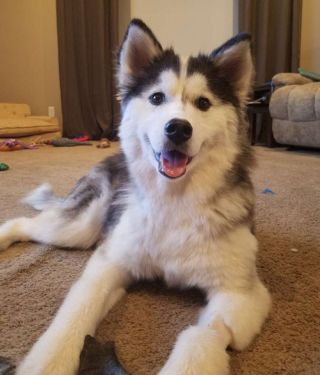 Illustration de l'article : Le combat de Mikita, une jeune chienne errante retrouvée émaciée et malade, pour voir enfin le bout du tunnel