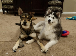 Illustration de l'article : Le combat de Mikita, une jeune chienne errante retrouvée émaciée et malade, pour voir enfin le bout du tunnel