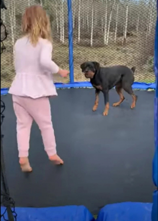 Illustration de l'article : La joie contagieuse d’une petite fille de 3 ans et d’une chienne Rottweiler, sa meilleure amie, lorsqu’elles partagent des moments de jeux sur leur trampoline (vidéo)