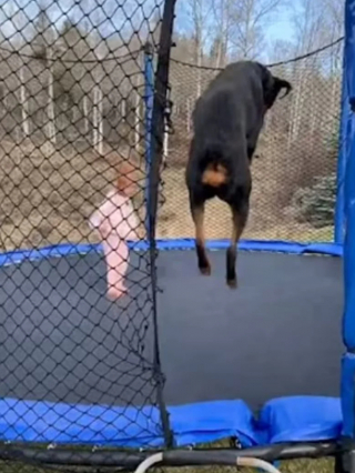 Illustration de l'article : La joie contagieuse d’une petite fille de 3 ans et d’une chienne Rottweiler, sa meilleure amie, lorsqu’elles partagent des moments de jeux sur leur trampoline (vidéo)