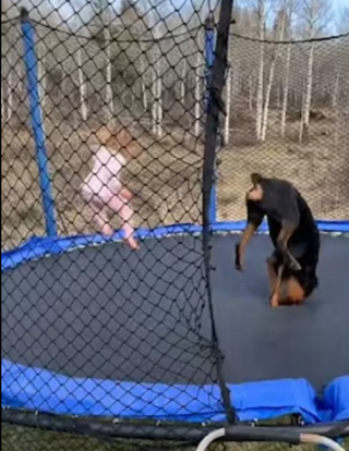 Illustration de l'article : La joie contagieuse d’une petite fille de 3 ans et d’une chienne Rottweiler, sa meilleure amie, lorsqu’elles partagent des moments de jeux sur leur trampoline (vidéo)