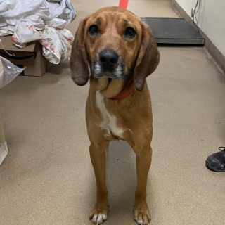 Illustration de l'article : Sweet Pea, une chienne croisée venant à peine d’être recueillie par un refuge, trouve le bonheur grâce à une fugue