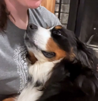 Illustration de l'article : Quand Annie, la chienne Bouvier Bernois rescap&eacute;e d&rsquo;un &eacute;levage intensif, se laisse bercer comme un b&eacute;b&eacute; (vid&eacute;o)