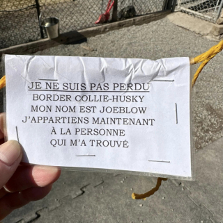 Illustration de l'article : L’abandon révoltant de JoeBlow, laissé pour compte avec un message accroché dans son collier