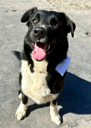 Illustration de l'article : L’abandon révoltant de JoeBlow, laissé pour compte avec un message accroché dans son collier