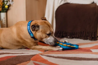 Illustration de l'article : Séparé de son maître à cause de la maladie, Duke patiente pendant plus de 500 jours sans trouver une nouvelle famille