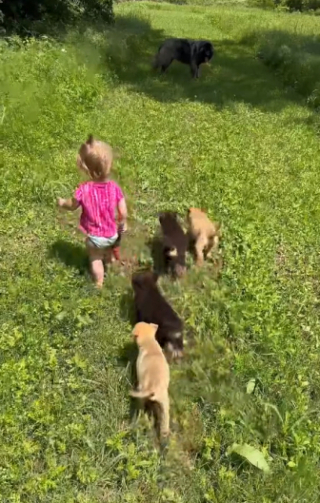 Illustration de l'article : Une petite fille âgée d’un an et demi noue des liens très forts avec 4 jeunes chiots abandonnés, recueillis par ses parents (vidéo)