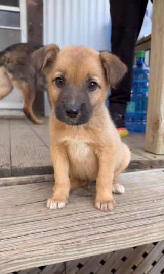 Illustration de l'article : Une petite fille âgée d’un an et demi noue des liens très forts avec 4 jeunes chiots abandonnés, recueillis par ses parents (vidéo)
