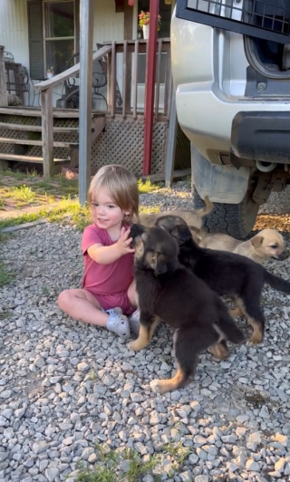 Illustration de l'article : Une petite fille âgée d’un an et demi noue des liens très forts avec 4 jeunes chiots abandonnés, recueillis par ses parents (vidéo)