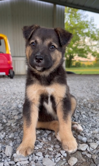 Illustration de l'article : Une petite fille âgée d’un an et demi noue des liens très forts avec 4 jeunes chiots abandonnés, recueillis par ses parents (vidéo)