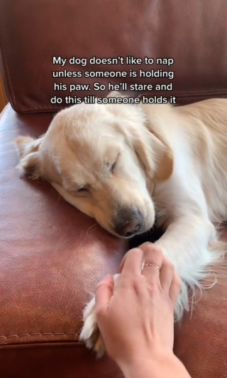 Illustration de l'article : Quand Franklin, le Golden Retriever, fait les yeux doux à sa maîtresse, afin d’obtenir ce qu’il souhaite avant de faire la sieste (vidéo)