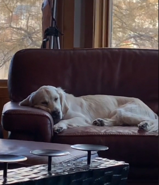 Illustration de l'article : Quand Franklin, le Golden Retriever, fait les yeux doux à sa maîtresse, afin d’obtenir ce qu’il souhaite avant de faire la sieste (vidéo)
