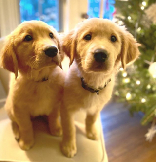 Illustration de l'article : La joie attendrissante de Finn le Golden Retriever, lorsqu’il rencontre pour la première fois son petit frère et sa petite sœur (vidéo)