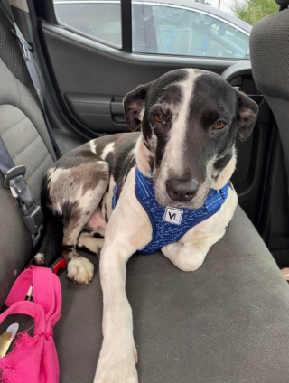 Illustration de l'article : Quand Blu, le chien errant, change le cours d’un week-end d’anniversaire surprise bien planifié 