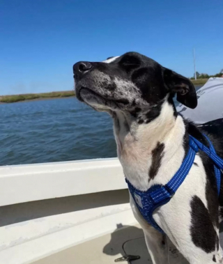 Illustration de l'article : Quand Blu, le chien errant, change le cours d’un week-end d’anniversaire surprise bien planifié 