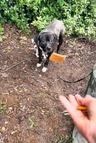 Illustration de l'article : 2 chiens à l’amitié fusionnelle, victimes d’un abandon révoltant, ont la plus belle des surprises, grâce aux bénévoles qui les ont recueillis (vidéo)
