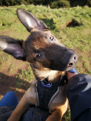 Illustration de l'article : En raison des délais judiciaires, ce Berger Hollandais passe plus de 1 000 jours derrière les barreaux de son chenil (vidéo)