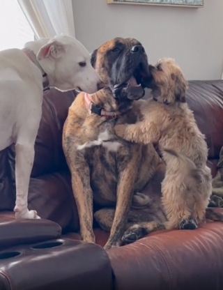 Illustration de l'article : Après avoir changé 4 fois de famille, ce chien victime de maltraitance trouve enfin un foyer aimant