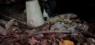 Illustration de l'article : Des bénévoles viennent en aide à une famille de chiens, abandonnée par ses propriétaires lors de leur déménagement (vidéo)