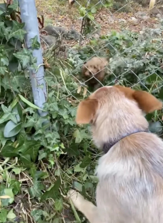 Illustration de l'article : Les rendez-vous quotidiens pleins d’affection, entre Jarrah la chienne Bouvier Australien et son nouveau voisin (vidéo)