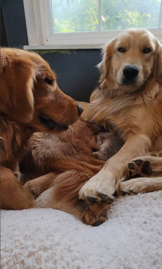 Illustration de l'article : Quand Dasher et Brutus, les Golden Retrievers, se chamaillent pour obtenir les faveurs de leur jeune ami félin (vidéo)