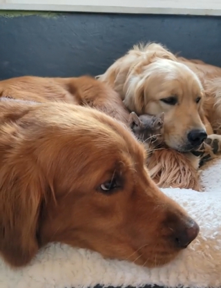 Illustration de l'article : Quand Dasher et Brutus, les Golden Retrievers, se chamaillent pour obtenir les faveurs de leur jeune ami félin (vidéo)