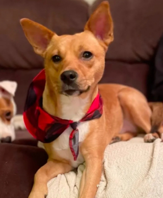 Illustration de l'article : Sandy, la petite chienne de refuge, a réservé la plus adorable des surprises à sa nouvelle famille (vidéo)