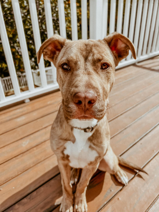 Illustration de l'article : Brady, le chiot errant de 4 mois, se présente devant la bonne porte pour changer son destin