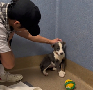 Illustration de l'article : Ellie, la jeune chienne traumatisée, apprend à faire confiance aux humains, grâce à un couple plein de bienveillance (vidéo)