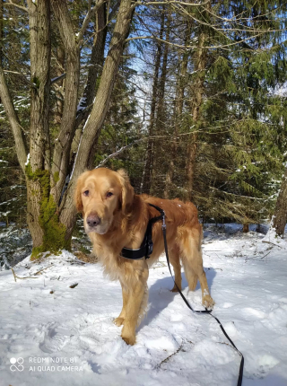 Illustration de l'article : Épuisé et émacié après une longue disparition en forêt, un Golden Retriever est retrouvé in extremis par un Jack Russel Terrier