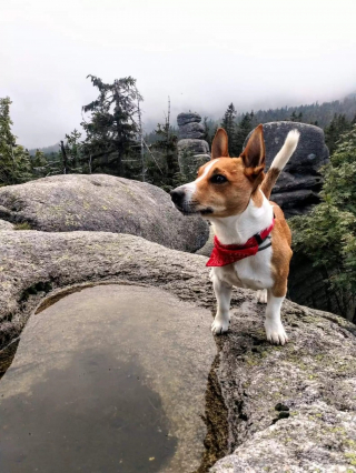 Illustration de l'article : Épuisé et émacié après une longue disparition en forêt, un Golden Retriever est retrouvé in extremis par un Jack Russel Terrier