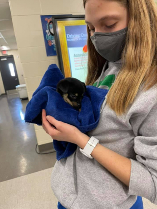 Illustration de l'article : Grâce à l’intervention d’étudiants en médecine vétérinaire, près de 50 chiens destinés à l’euthanasie ont pu être sauvés