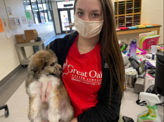 Illustration de l'article : Grâce à l’intervention d’étudiants en médecine vétérinaire, près de 50 chiens destinés à l’euthanasie ont pu être sauvés