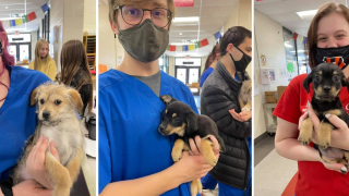 Illustration de l'article : Grâce à l’intervention d’étudiants en médecine vétérinaire, près de 50 chiens destinés à l’euthanasie ont pu être sauvés