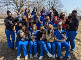 Illustration de l'article : Grâce à l’intervention d’étudiants en médecine vétérinaire, près de 50 chiens destinés à l’euthanasie ont pu être sauvés