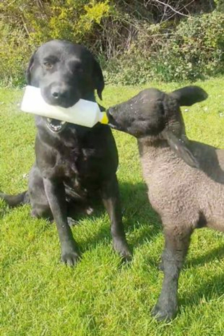 Illustration de l'article : Ted, le Labrador Retriever, prend très à cœur son rôle de nounou auprès d’un agneau âgé de quelques semaines