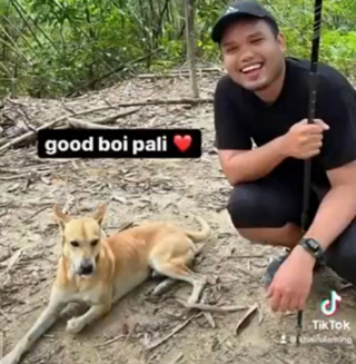 Illustration de l'article : Pali, le chien errant, s’improvise guide d’un groupe de 5 amis faisant une randonnée (vidéo)