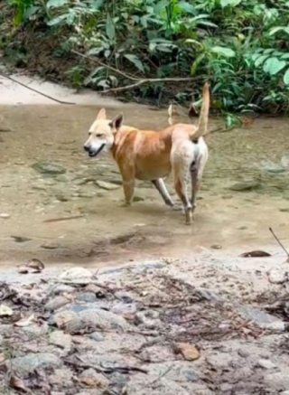 Illustration de l'article : Pali, le chien errant, s’improvise guide d’un groupe de 5 amis faisant une randonnée (vidéo)