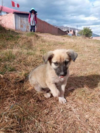 Illustration de l'article : Les pensionnaires d’un refuge pour animaux ont réservé le plus adorable des accueils à un chiot tout juste recueilli par les bénévoles (vidéo)