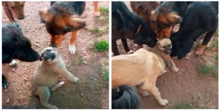 Illustration de l'article : Les pensionnaires d’un refuge pour animaux ont réservé le plus adorable des accueils à un chiot tout juste recueilli par les bénévoles (vidéo)