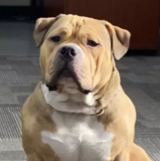 Illustration de l'article : Les incroyables chasses au trésor de Jon Snow, l’American Bully, dans l’entreprise de déménagement où travaille sa maîtresse (vidéo)